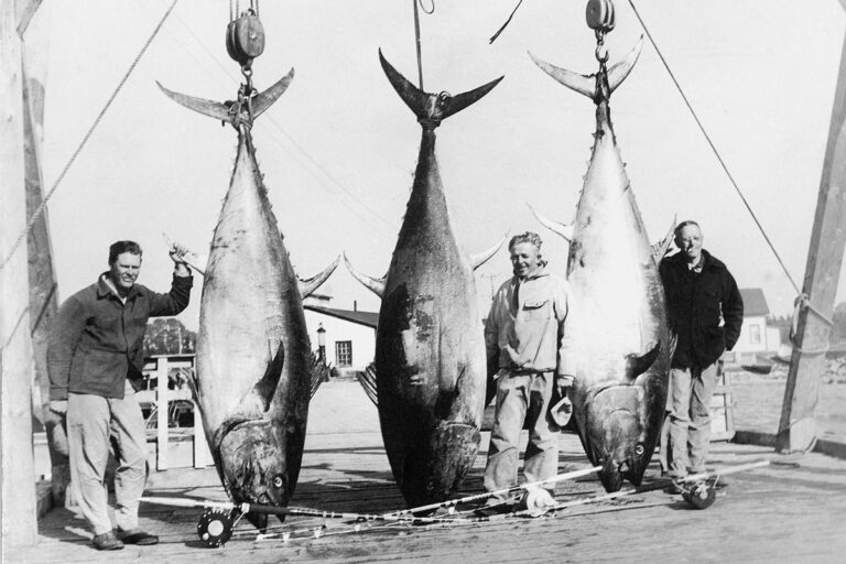 The History of Bluefin Tuna and Its Economic Impact: From Ancient Waters to Modern Markets