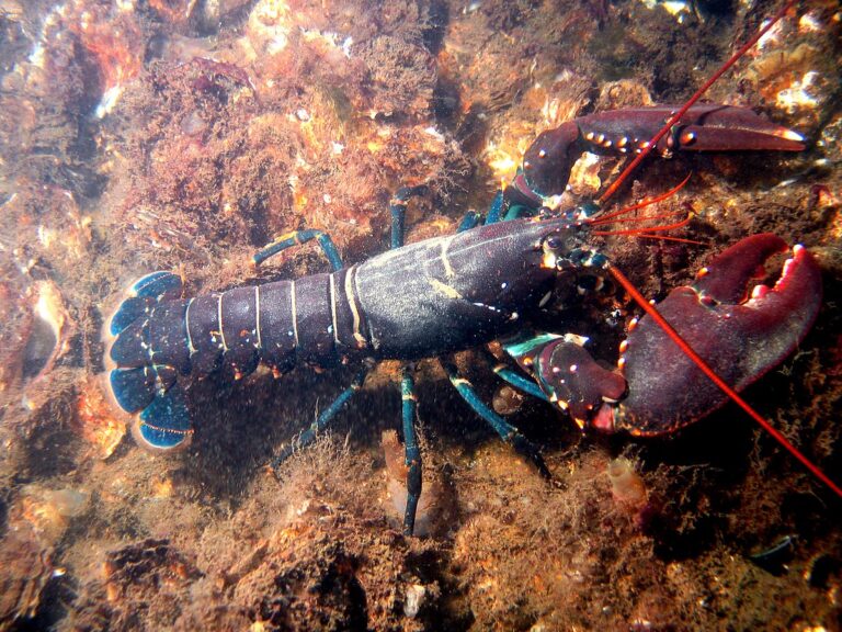 The Evolution of Lobsters: From Peasant Food to Gourmet Delicacy